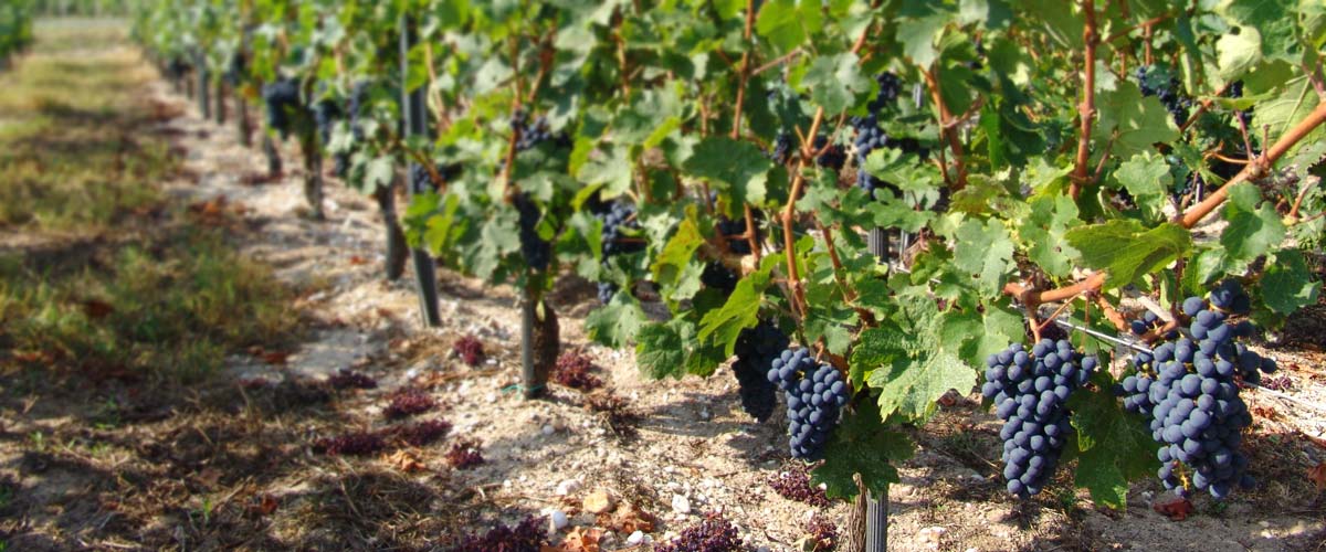 Vigne et raisin dans le vignoble du Médoc près de Montalivet dans le Médoc