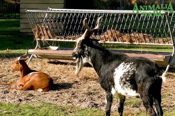 Chèvres exotiques au parc Animalia à Naujac-sur-mer