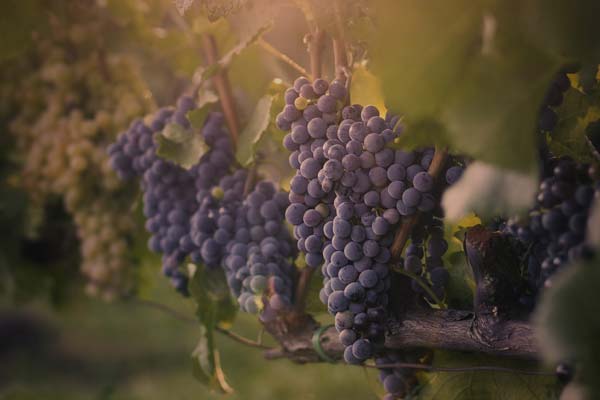 Grappes de raisins de Bordeaux avec Les vins du Médoc Bordeau Conseil