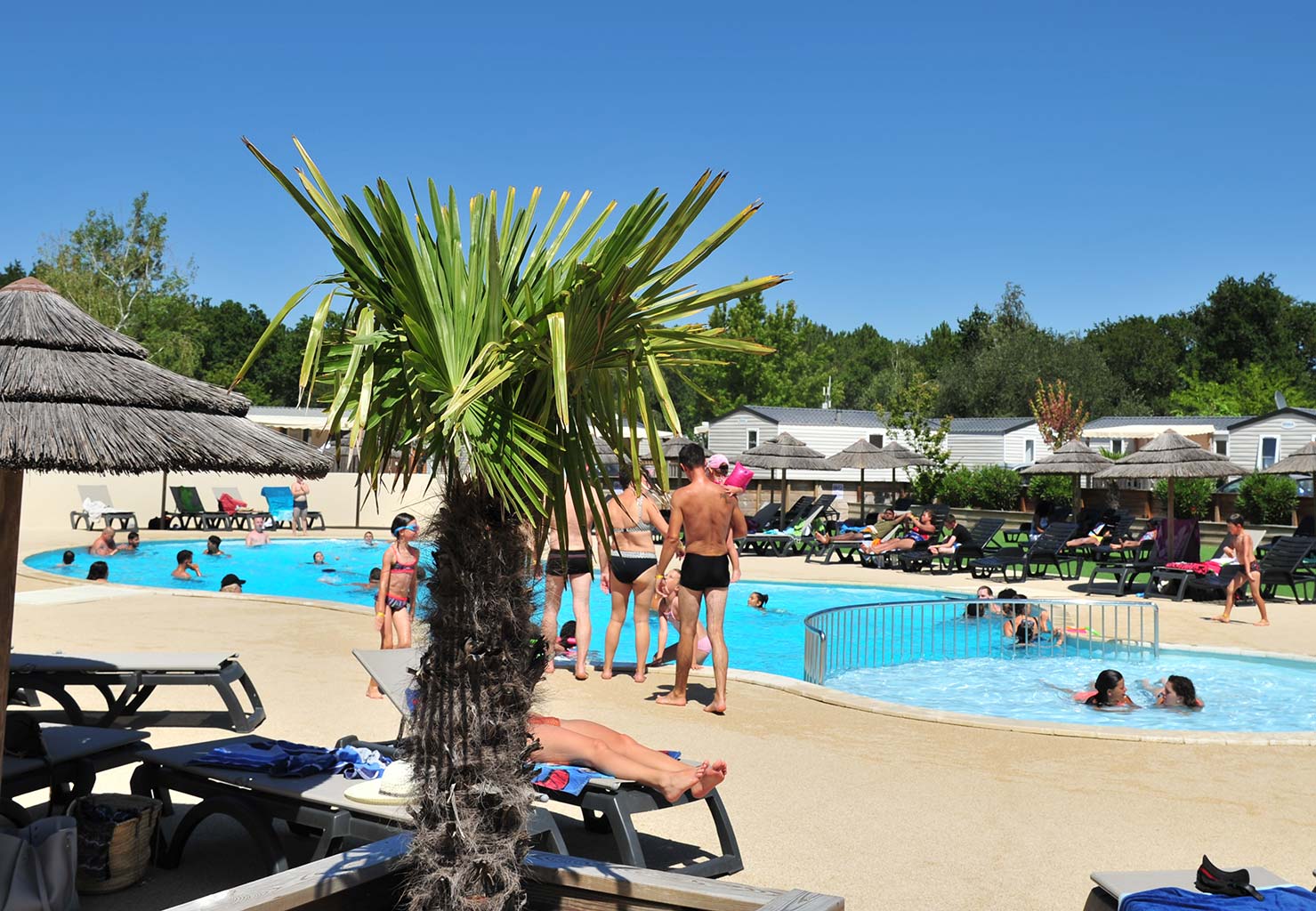 Palmier devant l'espace aquatique du camping Tastesoule dans le Médoc