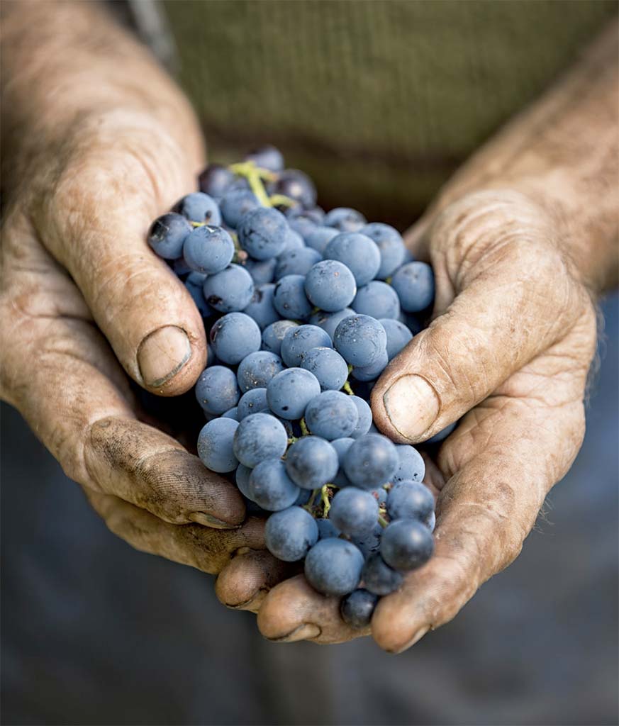 Mains de vigneron tenant une grappe de raisin de Bordeaux dans le Médoc
