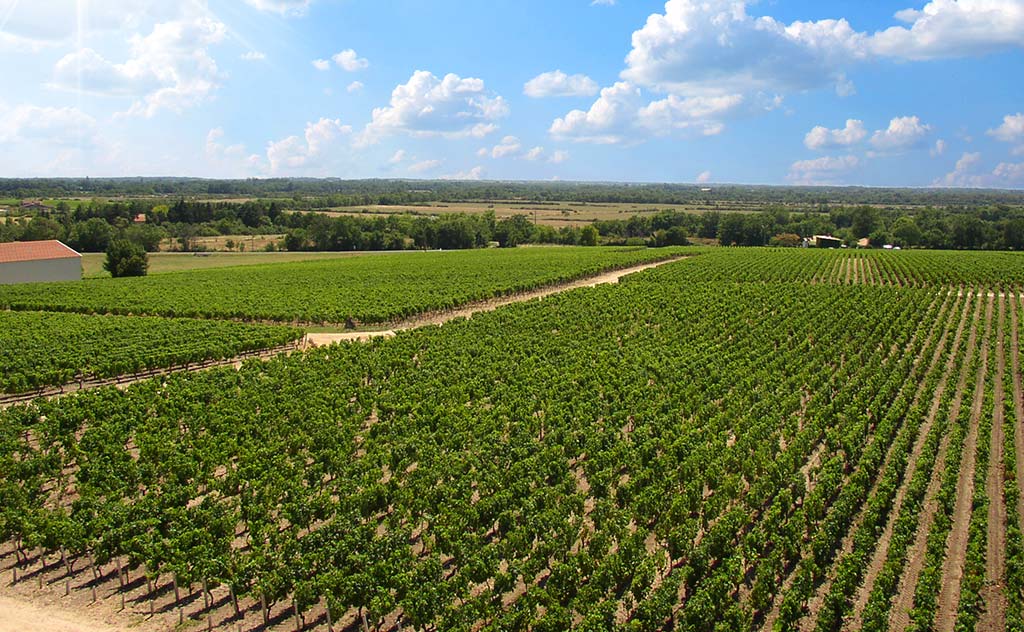 Vue aérienne du vignoble du Médoc proche du camping Tastesoule à Vensac