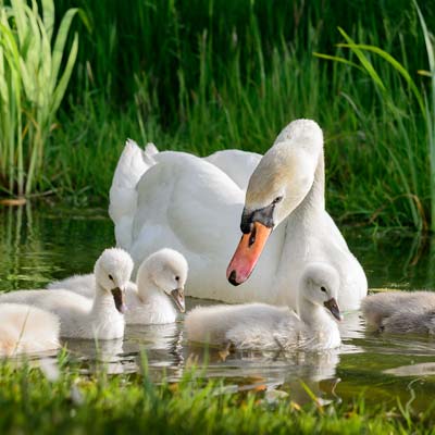 Maman cygne et ses cygneaux sur le lac près de Soulac dans le Médoc
