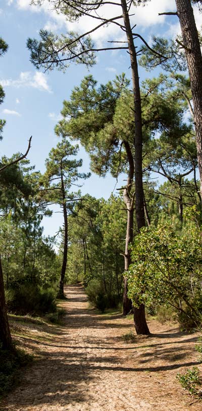 Chemin sablonneux à travers les pins dans le Médoc proche du camping Tastesoule