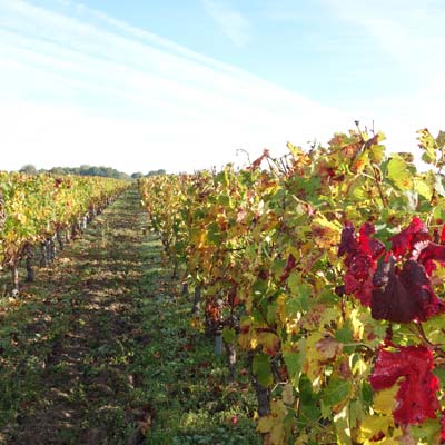 Vignes dans le vignoble de Bordeaux, dans le Médoc